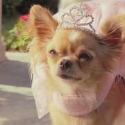 比佛利拜金狗3 Beverly Hills Chihuahua 3