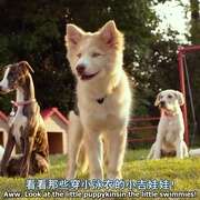 比佛利拜金狗3 Beverly Hills Chihuahua 3