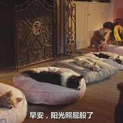 比佛利拜金狗3 Beverly Hills Chihuahua 3