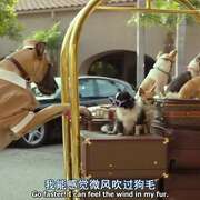 比佛利拜金狗3 Beverly Hills Chihuahua 3