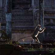 猴子王国 Monkey Kingdom