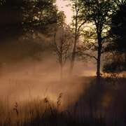 猴子王国 Monkey Kingdom