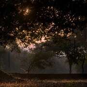 猴子王国 Monkey Kingdom